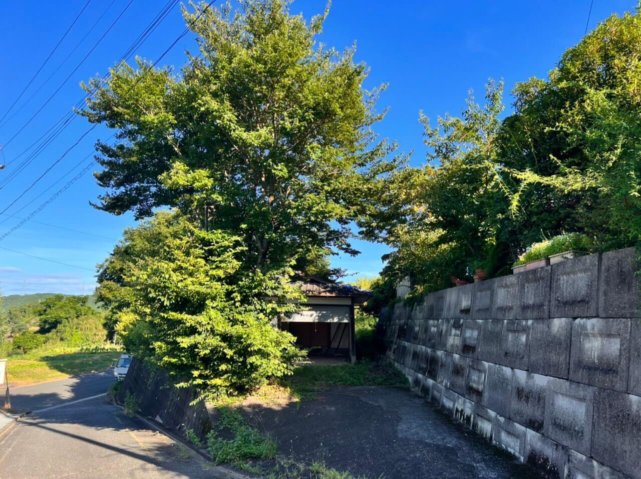 住宅入り口。こちらも大きな木の枝が電線にかかっているような状況。